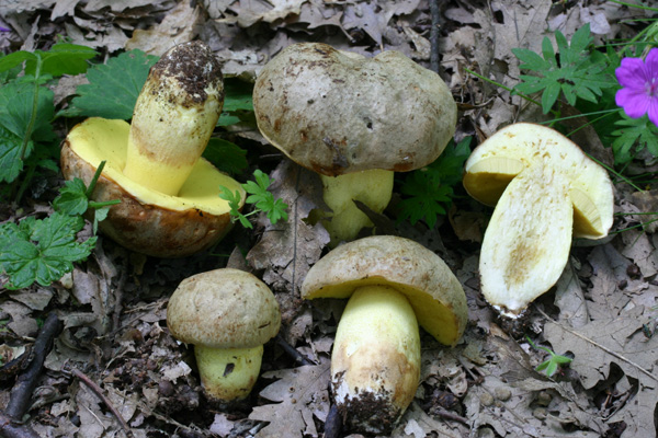 Trovati nella cerreta di Goriano Sicoli AQ 19.6.11